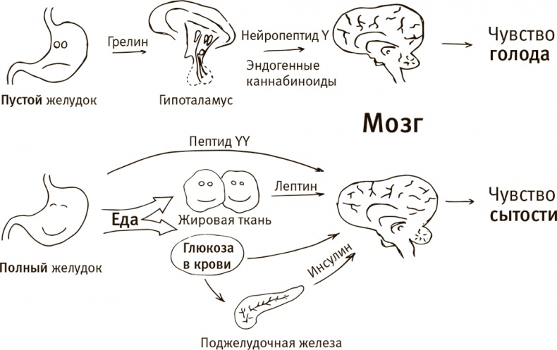 Иллюстрация к книге — Кто бы мог подумать! Как мозг заставляет нас делать глупости [i_008.jpg]