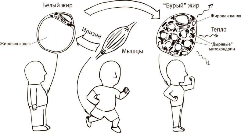 Иллюстрация к книге — Кто бы мог подумать! Как мозг заставляет нас делать глупости [i_011.jpg]