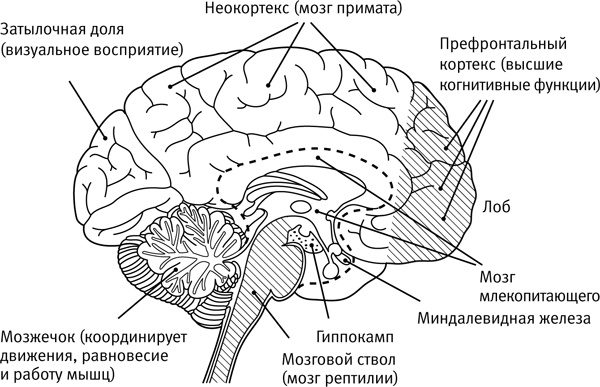 Иллюстрация к книге — Легкий способ начать новую жизнь. Как избавиться от стресса, внутренних конфликтов и вредных привычек [i_002.jpg]