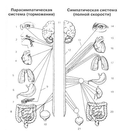 Иллюстрация к книге — Непобедимый интроверт [i_003.jpg]