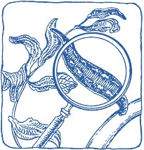 Иллюстрация к книге — Лечение пиявками. Теория и практика гирудотерапии [i_003.jpg]