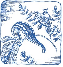 Иллюстрация к книге — Лечение пиявками. Теория и практика гирудотерапии [i_010.jpg]