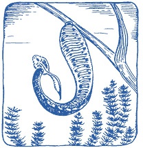 Иллюстрация к книге — Лечение пиявками. Теория и практика гирудотерапии [i_013.jpg]