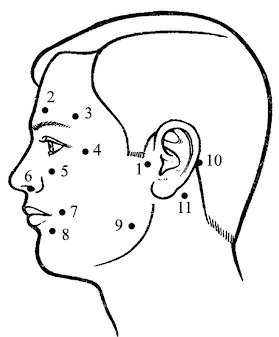 Иллюстрация к книге — Лечение пиявками. Теория и практика гирудотерапии [i_040.jpg]