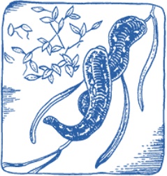 Иллюстрация к книге — Лечение пиявками. Теория и практика гирудотерапии [i_053.jpg]