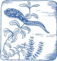 Иллюстрация к книге — Лечение пиявками. Теория и практика гирудотерапии [i_066.jpg]