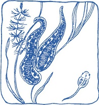 Иллюстрация к книге — Лечение пиявками. Теория и практика гирудотерапии [i_069.jpg]