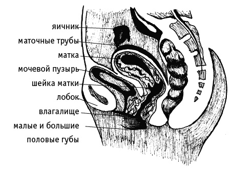 Иллюстрация к книге — Как говорить с дочкой! Самые сложные вопросы. Самые важные ответы [Autogen_eBook_id50.jpg]