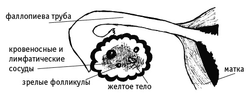 Иллюстрация к книге — Как говорить с дочкой! Самые сложные вопросы. Самые важные ответы [Autogen_eBook_id52.jpg]