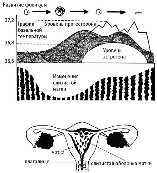 Иллюстрация к книге — Как говорить с дочкой! Самые сложные вопросы. Самые важные ответы [Autogen_eBook_id55.jpg]