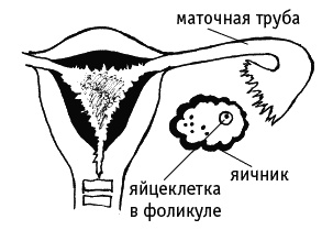 Иллюстрация к книге — Как говорить с дочкой! Самые сложные вопросы. Самые важные ответы [Autogen_eBook_id56.jpg]