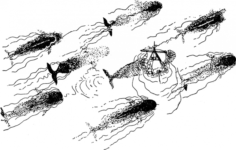 Иллюстрация к книге — Кон-Тики [i_028.jpg]