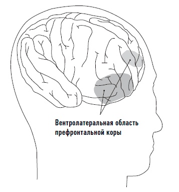 Иллюстрация к книге — Мозг. Инструкция по применению. Как использовать свои возможности по максимуму и без перегрузок [i_004.jpg]