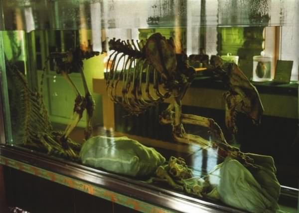 Иллюстрация к книге — Тигр. История мести и спасения [i_011.jpg]