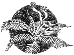 Иллюстрация к книге — Софья и Царство Тьмы [i_012.jpg]