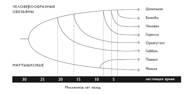 Иллюстрация к книге — Секс на заре цивилизации. Эволюция человеческой сексуальности с доисторических времен до наших дней [i_030.jpg]