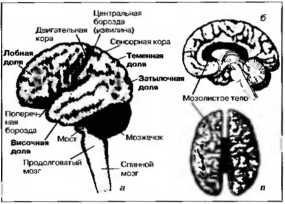 Иллюстрация к книге — Рождение разума. Загадки нашего сознания [img_1.jpg]