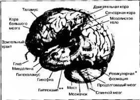 Иллюстрация к книге — Рождение разума. Загадки нашего сознания [img_2.jpg]