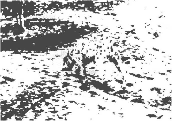 Иллюстрация к книге — Мозг рассказывает. Что делает нас людьми [i_014.jpg]