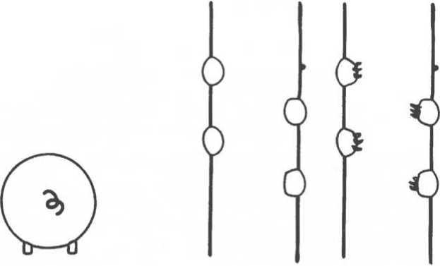 Иллюстрация к книге — Мозг рассказывает. Что делает нас людьми [i_015.jpg]