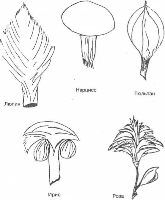 Иллюстрация к книге — Мозг рассказывает. Что делает нас людьми [i_018.jpg]