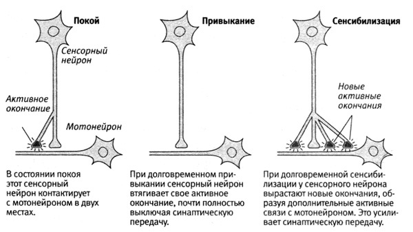 В поисках памяти