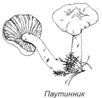 Иллюстрация к книге — Походная книга Муми-тролля [i_085.jpg]