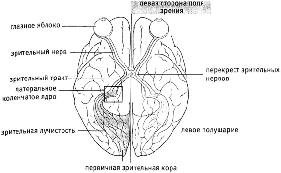 Иллюстрация к книге — Мозг и душа. Как нервная деятельность формирует наш внутренний мир [i_010.jpg]