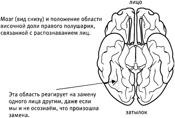 Иллюстрация к книге — Мозг и душа. Как нервная деятельность формирует наш внутренний мир [i_021.jpg]