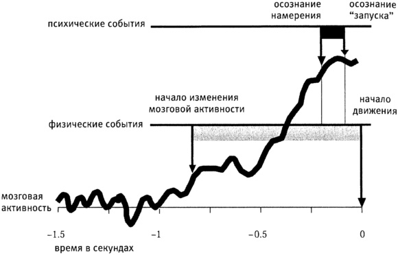 Иллюстрация к книге — Мозг и душа. Как нервная деятельность формирует наш внутренний мир [i_029.jpg]