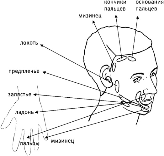 Иллюстрация к книге — Мозг и душа. Как нервная деятельность формирует наш внутренний мир [i_033.jpg]