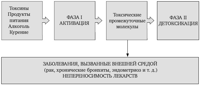 Иллюстрация к книге — Не хочу стареть! Энциклопедия методов антивозрастной медицины [i_032.jpg]