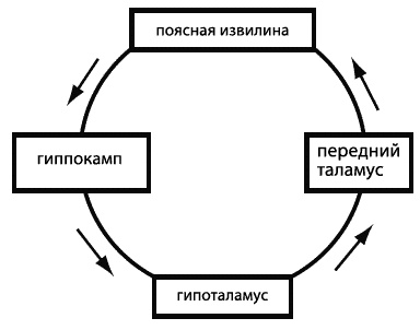 Иллюстрация к книге — Эмоциональный интеллект. Как разум общается с чувствами [_028.jpg]