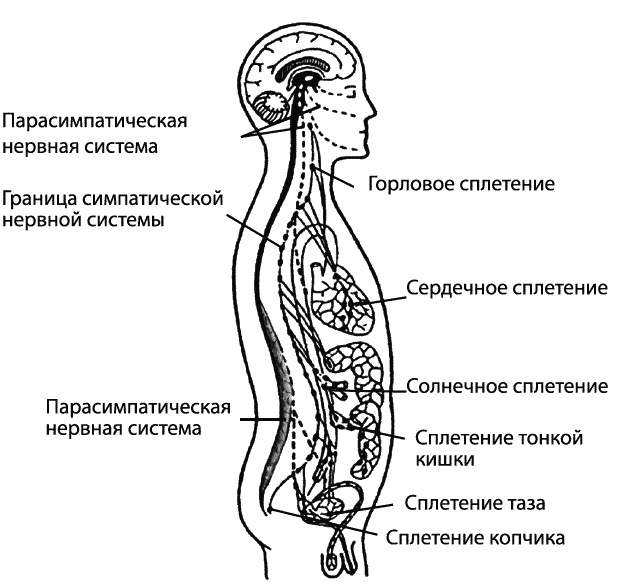 Иллюстрация к книге — Эмоциональный интеллект. Как разум общается с чувствами [_067.jpg]