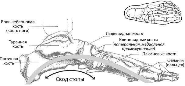 Иллюстрация к книге — Здоровые стопы [i_002.jpg]