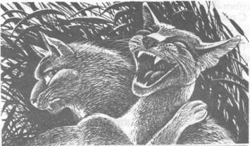 Обещание Метеора. Книга 2. Прозрение