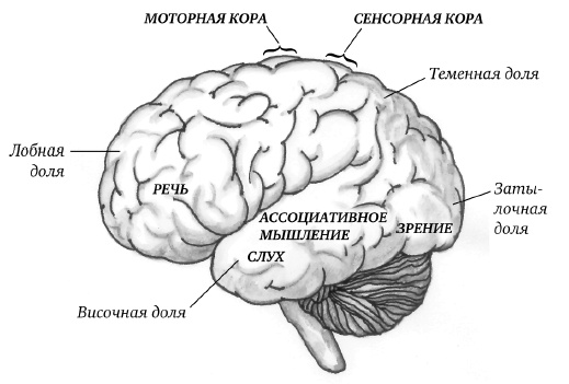 Иллюстрация к книге — Самая полная книга-тренажер для развития мозга! Новые тренинги для ума [i_004.jpg]