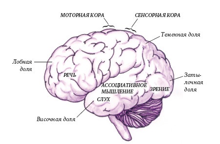 Иллюстрация к книге — Супертренинг IQ и памяти, чтобы жить 100 лет. Книга-тренажер для вашего мозга [Autogen_eBook_id223.jpg]