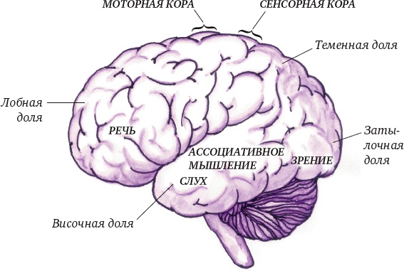 Иллюстрация к книге — Суперключ для развития мозга! [_04.jpg]