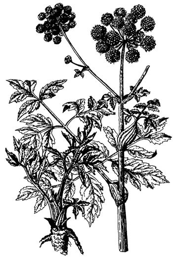 Иллюстрация к книге — Кухня Робинзона. Рецепты блюд из дикорастущих растений и цветов [image063.jpg]