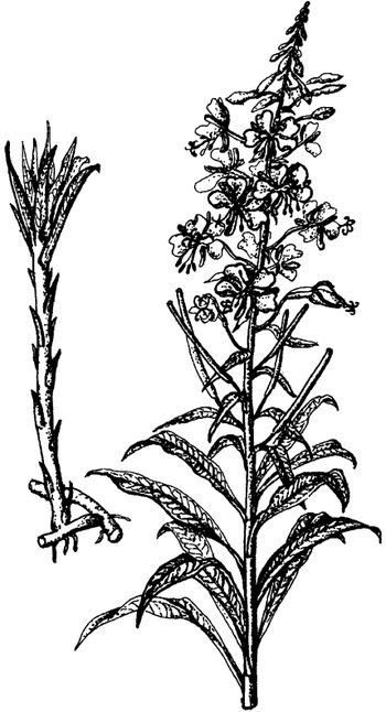 Иллюстрация к книге — Кухня Робинзона. Рецепты блюд из дикорастущих растений и цветов [image085.jpg]