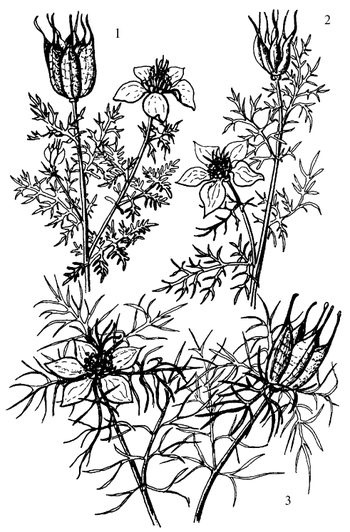 Иллюстрация к книге — Кухня Робинзона. Рецепты блюд из дикорастущих растений и цветов [image245.jpg]