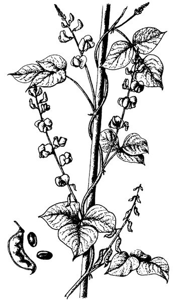 Иллюстрация к книге — Кухня Робинзона. Рецепты блюд из дикорастущих растений и цветов [image249.jpg]