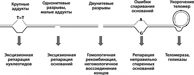 Иллюстрация к книге — Как победить свой возраст? 8 уникальных способов, которые помогут достичь долголетия [_026.jpg]
