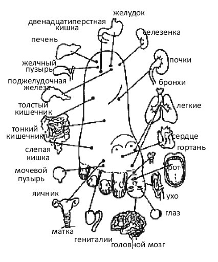 Иллюстрация к книге — От сомнений к определенности. Опыт врача [i_044.jpg]
