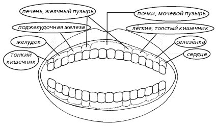Иллюстрация к книге — Защити свое тело. Оптимальные методы очищения, укрепления и оздоровления [i_012.jpg]