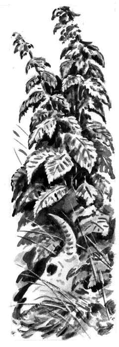 Иллюстрация к книге — Длиннохвостые разбойники [i_004.jpg]