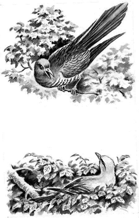 Иллюстрация к книге — Длиннохвостые разбойники [i_028.jpg]