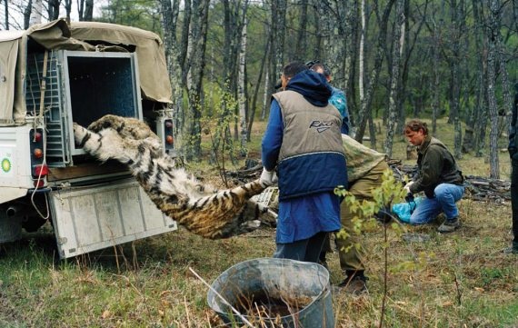 Иллюстрация к книге — Полосатая кошка, пятнистая кошка [i_117.jpg]