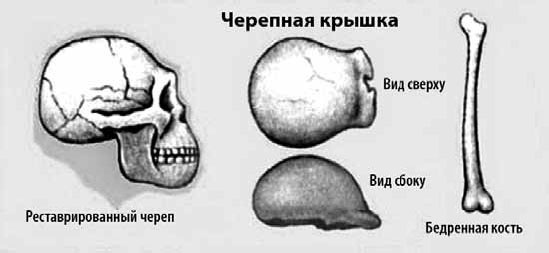 Иллюстрация к книге — Разные человечества. Эволюция. Разум. Антропология [_17.jpg]